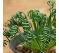 Pianta Albuca Spiralis bulbi,giardinaggio,albuca spiralis pianta vera,piante erbacee perenni,Bulbi di albuca spiralis,piante da interno,piante grassa(senza semi,non artificiali)-5 bulbi-B
