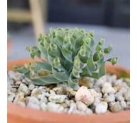 Pianta Albuca Spiralis bulbi,giardinaggio,albuca spiralis pianta vera,piante erbacee perenni,Bulbi di albuca spiralis,piante da interno,piante grassa(senza semi,non artificiali)-15 bulbi-E