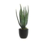 PIANTA ALOE VERA IN VASO 25X35 CM