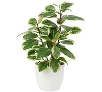 Pianta artificiale camelia pianta finta in vaso piante di camelia finte piante artificiali in vaso per decorazioni per casa e ufficio finte piante da tavolo Camelia Bonsai