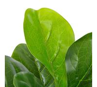 Pianta Artificiale di Ficus Lyrata con Vaso Verde 90 cm,Casa e Giardino,Arredo,Flora artificiale-280172