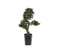 Pianta Artificiale Podocarpus Bonsai EUROPALMS 80 cm, Eleganza e Realismo per In