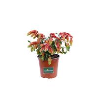 Pianta Beloperone Guttata Pianta Gamberetto pianta da esterno pianta da giardino pianta ornamentale di Beloperone pianta Gamberetto vera venduta da eGarden.store