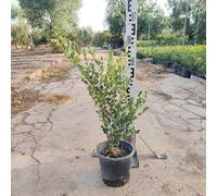 Pianta Bosso Faulkner