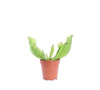 Pianta Carnivora Mangia Insetti pianta ornamentale da interno Carnivora vera e facile da colitvare venduta da eGarden.store (Sarracenia Purpurea)