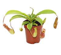Pianta carnivora - Nepenthes - Vaso da 9 cm