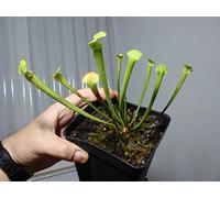 Pianta Carnivora - Sarracenia - Vaso da 9 cm
