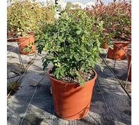 Pianta Coronilla Valentina