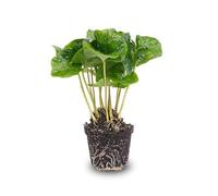 Pianta da caffè Coffea Arabica - Pianta terraria 6 cm - Facile da pulire e decorativa - perfetta per terrari e piccoli interni