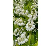 Pianta da Esterno Deutzia Gracilis Nikko Vaso 19cm