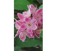 Pianta da Esterno Deutzia x Hybrida Perle Rose Vaso 19 cm