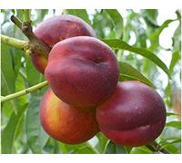 Pianta da frutto ALBERO DI NETTARINA CALIFORNIANA DI FINE GIUGNO SIMILE A RADICE NUDA - 1 METRO
