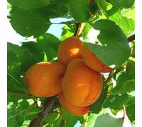 PIANTA DA FRUTTO ALBICOCCA a radice nuda - varietà a scelta età 2 anni (Varietà:PERLA;)