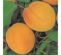 PIANTA DA FRUTTO ALBICOCCA PELLECCHIELLA in vaso 24 - età 3/4 anni (foto reali)