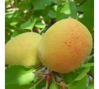 PIANTA DA FRUTTO ALBICOCCO NANO in vaso 20/24 (foto reali)