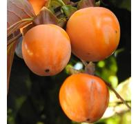 PIANTA DA FRUTTO CACO CIOCCOLATINO in vaso 20 età 2/3 anni (foto reali)