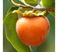 PIANTA DA FRUTTO CACO TIPO in vaso 20 età 2/3 anni (foto reali)