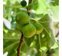 PIANTA DA FRUTTO FICO BIFERO BIANCO in vaso 20 età 2/3 anni