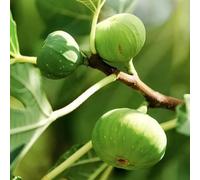 PIANTA DA FRUTTO FICO GENTILE in vaso 20 età 2/3 ann