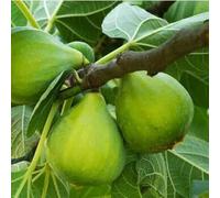 PIANTA DA FRUTTO FICO PETRELLI in vaso 20 età 2/3 anni