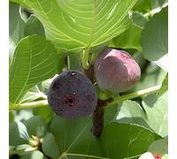 PIANTA DA FRUTTO FICO REGINA in vaso 20 età 2/3 anni