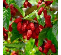 PIANTA DA FRUTTO GELSO ROSSO in vaso 20 età 2/3 anni