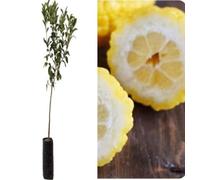Pianta da Frutto in Fitocella, 2 Anni, Altezza 150 cm, Resistente al Freddo, per Balconi Terrazze e Piccoli Giardini 1 PIANTA DI (LIMONE PANE)