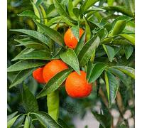 Pianta da Frutto in Fitocella, 2 Anni, Altezza 150 cm, Resistente, per Balconi Terrazze e Piccoli Giardini 1 PIANTA DI (CLEMENTINO APIRENO)