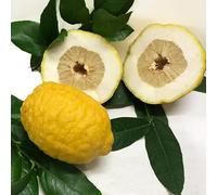 Pianta da Frutto in Fitocella, 2 Anni, Altezza 150 cm, Resistente, per Balconi Terrazze e Piccoli Giardini 1 PIANTA DI (CEDRO)