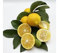 Pianta da Frutto in Fitocella, 2 Anni, Altezza 150 cm, Resistente, per Balconi Terrazze e Piccoli Giardini 1 PIANTA DI (LIMONE DOLCE)