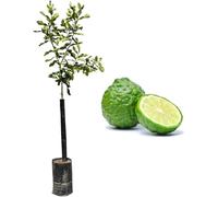 Pianta da Frutto in Fitocella, 2 Anni, Altezza 150 cm, Resistente, per Balconi Terrazze e Piccoli Giardini 1 PIANTA DI (MAPO)