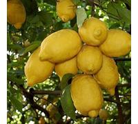 Pianta da Frutto in Fitocella, 2 Anni, Altezza 150 cm, Resistente, per Balconi Terrazze e Piccoli Giardini 1 PIANTA DI (LIMONE SORRENTO)
