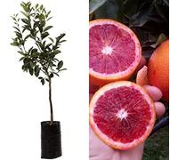 Pianta da Frutto in Fitocella, 2 Anni, Altezza 150 cm, Resistente, per Balconi Terrazze e Piccoli Giardini 1 PIANTA DI (ARANCIO MORO)