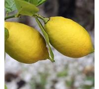 Pianta da Frutto in Fitocella, 2 Anni, Altezza 150 cm, Resistente, per Balconi Terrazze e Piccoli Giardini 1 PIANTA DI (LIMONE 4 STAGIONI)