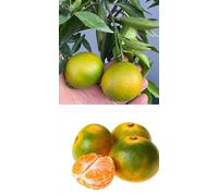 Pianta da Frutto in Fitocella, 2 Anni, Altezza 150 cm, Resistente, per Balconi Terrazze e Piccoli Giardini 1 PIANTA DI (SATSUMA MIYAGAWA)