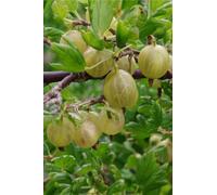 pianta da frutto in vaso di uva spina frutto rosso o bianco o verde v17