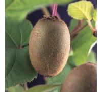 PIANTA DA FRUTTO KIWI JENNY AUTOFERTILE in vaso 20 età 2/3 anni