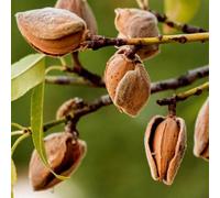 PIANTA DA FRUTTO MANDORLO DOLCE in vaso 20 età 2/3 anni (foto reali)