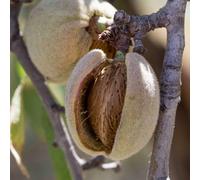 PIANTA DA FRUTTO MANDORLO GENCO in vaso 20 età 2/3 anni