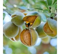 PIANTA DA FRUTTO MANDORLO MOLLESCA in vaso 24 età 3/4 anni