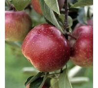 PIANTA DA FRUTTO MELO Compatible with ROYAL GALA in vaso 20 età 2/3 ann