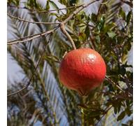 PIANTA DA FRUTTO MELOGRANO ACCO in vaso 20 età 2/3 anni (foto reali)