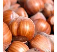 PIANTA DA FRUTTO NOCCIOLO GIFFONI in vaso 20 età 2/3 anni (foto reali)