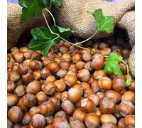 PIANTA DA FRUTTO NOCCIOLO TONDA GENTILE DELLE LANGHE in vaso 20 età 2/3 anni