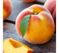 PIANTA DA FRUTTO PERCOCO ANDROSS in vaso 20 età 2/3 anni (foto reali)