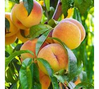 PIANTA DA FRUTTO PERCOCO BABY GOLD 7 in vaso 20 età 2/3 anni
