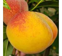 PIANTA DA FRUTTO PERCOCO BABY GOLD 9 in vaso 24 età 3/4 anni (foto reali)