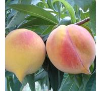 PIANTA DA FRUTTO PERCOCO CARSON in vaso 20 età 2/3 anni (foto reali)