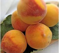 PIANTA DA FRUTTO PERCOCO EGEA in vaso 20 età 2/3 anni (foto reali)