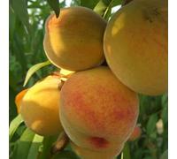 PIANTA DA FRUTTO PERCOCO JONIA in vaso 20 età 2/3 anni (foto reali)